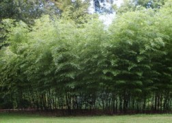 Phyllostachys nigra / Fekete bambusz